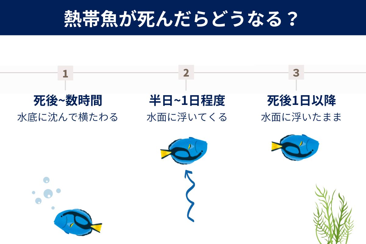 熱帯魚が死んだらどうなる？浮くか沈むか