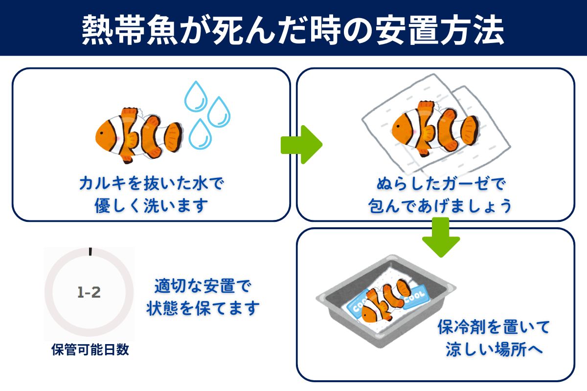 熱帯魚が死んだときの安置方法