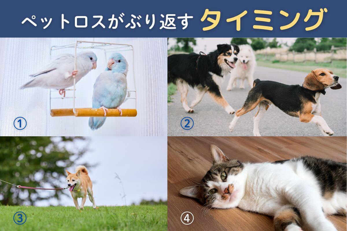 ペットロスがぶり返す4つのタイミング