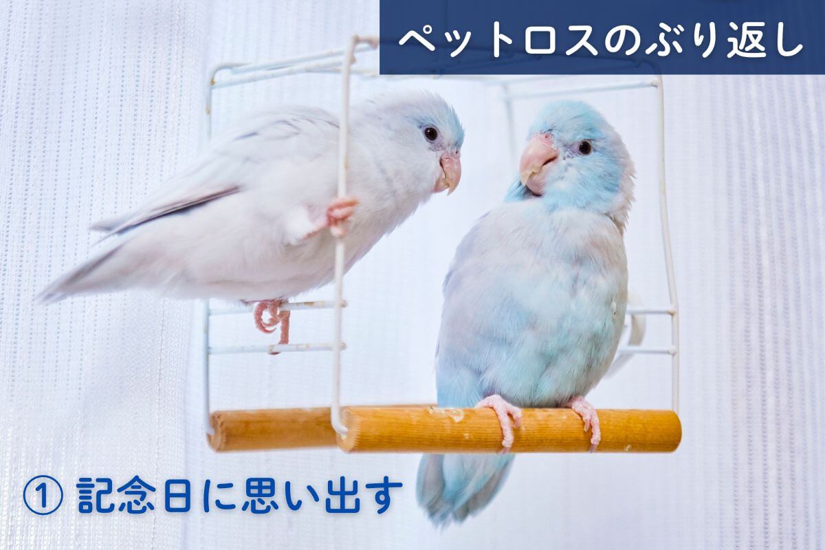 ペットロスがぶり返すタイミング①記念日