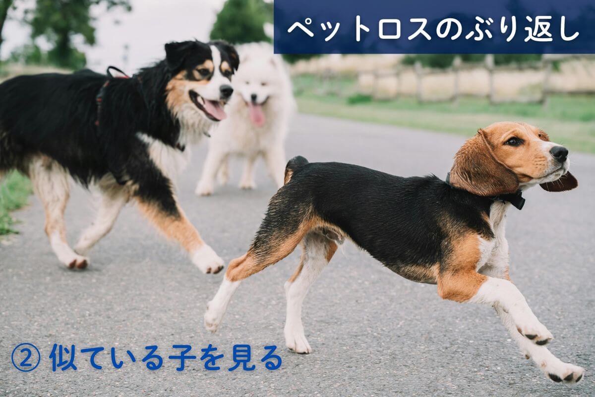 ペットロスがぶり返すタイミング②似ている子を見る
