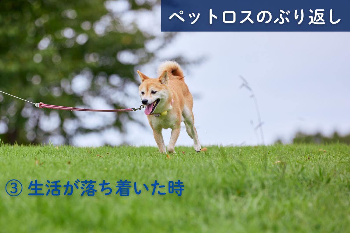 ペットロスがぶり返すタイミング③生活が落ち着いた