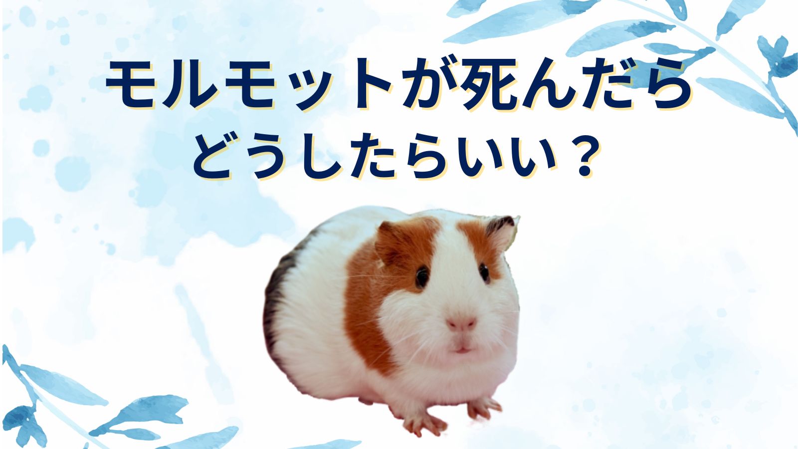 【モルモットが死んだら】土に埋める注意点ややり方は？火葬で骨は残る？