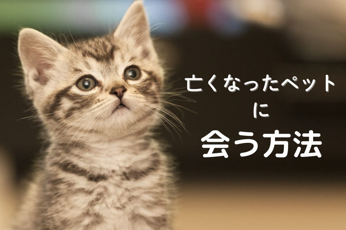 亡くなった猫に会う方法
